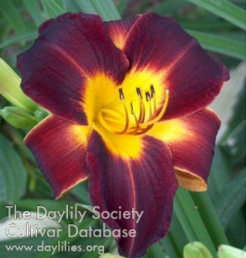 Daylily Hermitage Newton